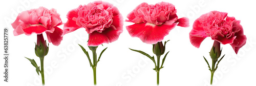 Carnations On white © dasom