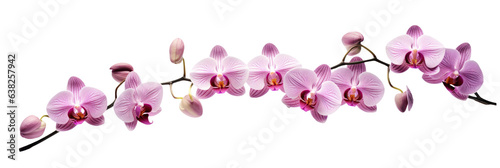 Orchids On white