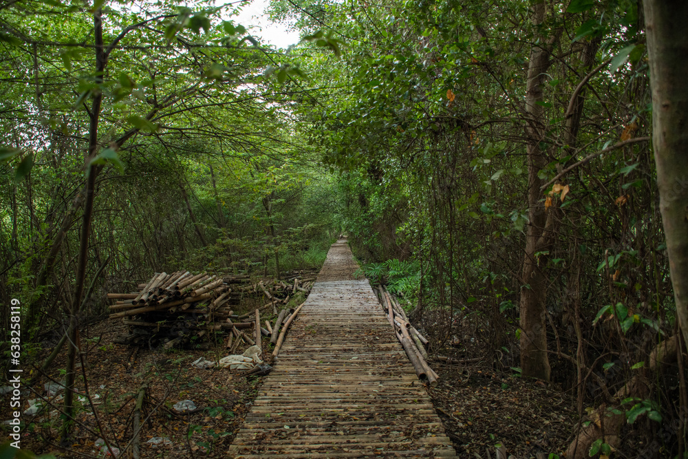 wooden bridge in forest