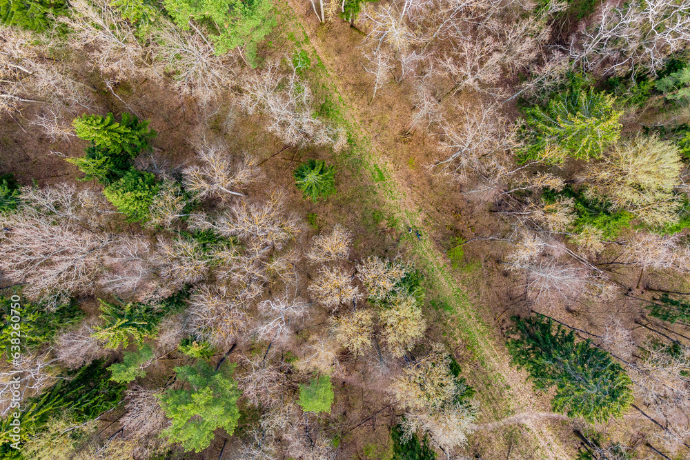 Drone view of the trail in the forest Drone view of the trail in the forest