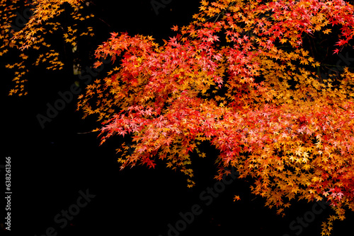 鮮やかな紅葉