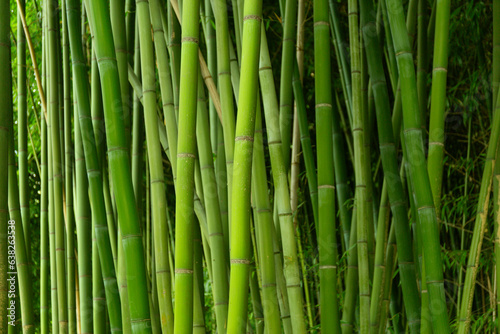 Close Up Bamboo Trunks Forest Texture