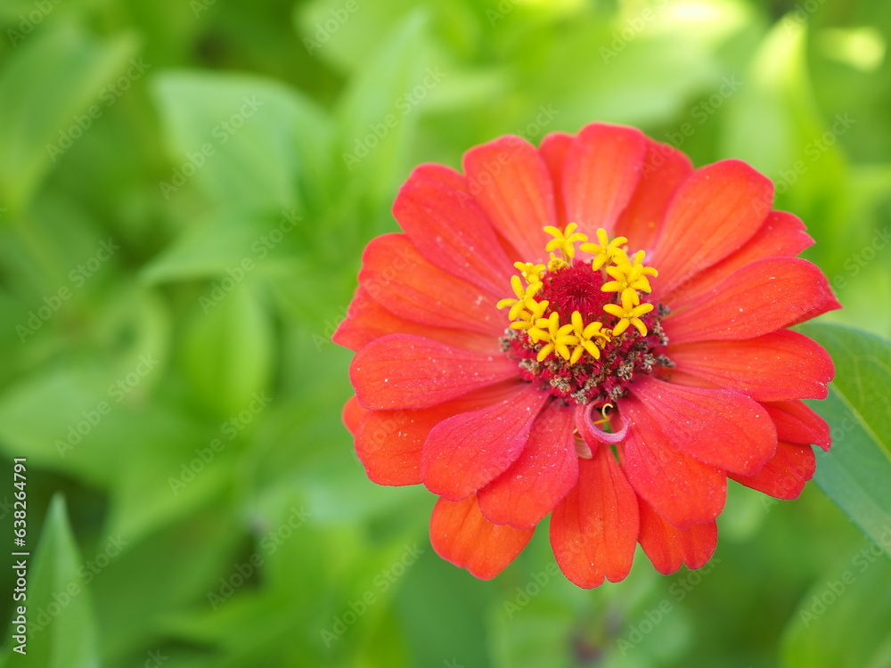 Beautiful orange zinnia flower in the garden. Closeup photo, blurred. Beautiful orange zinnia flower in the garden. Closeup photo, blurred.