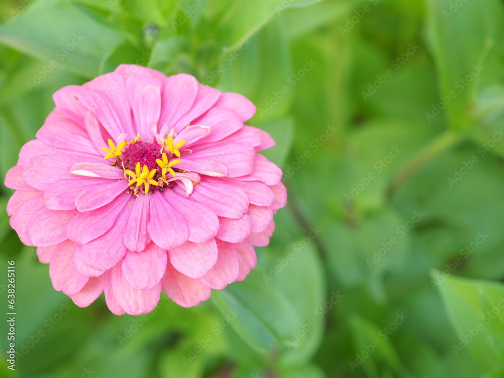 Pink zinnia blooming in the garden. Closeup photo, blurred.