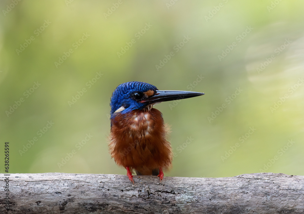 A blue-eared kingfisher bird alcedo meninting looks up in a perched pose looking for food A blue-eared kingfisher bird alcedo meninting looks up in a perched pose looking for food