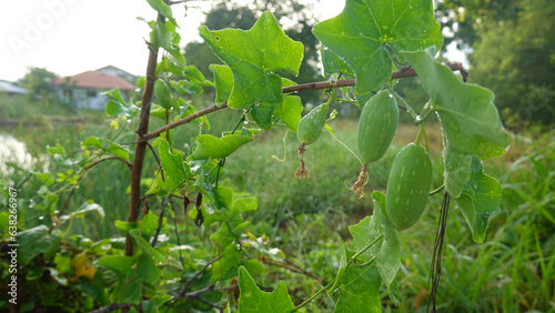 Organic Ivy gourd (Coccinia grandis) fruit plant