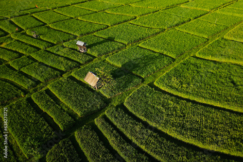 Aerial view of green rice field in the island of Bali-Indonesia