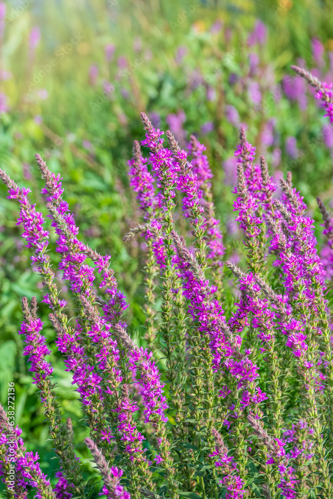 Obraz premium Summer Flowering Purple Loosestrife, Lythrum tomentosum on a green blured background.