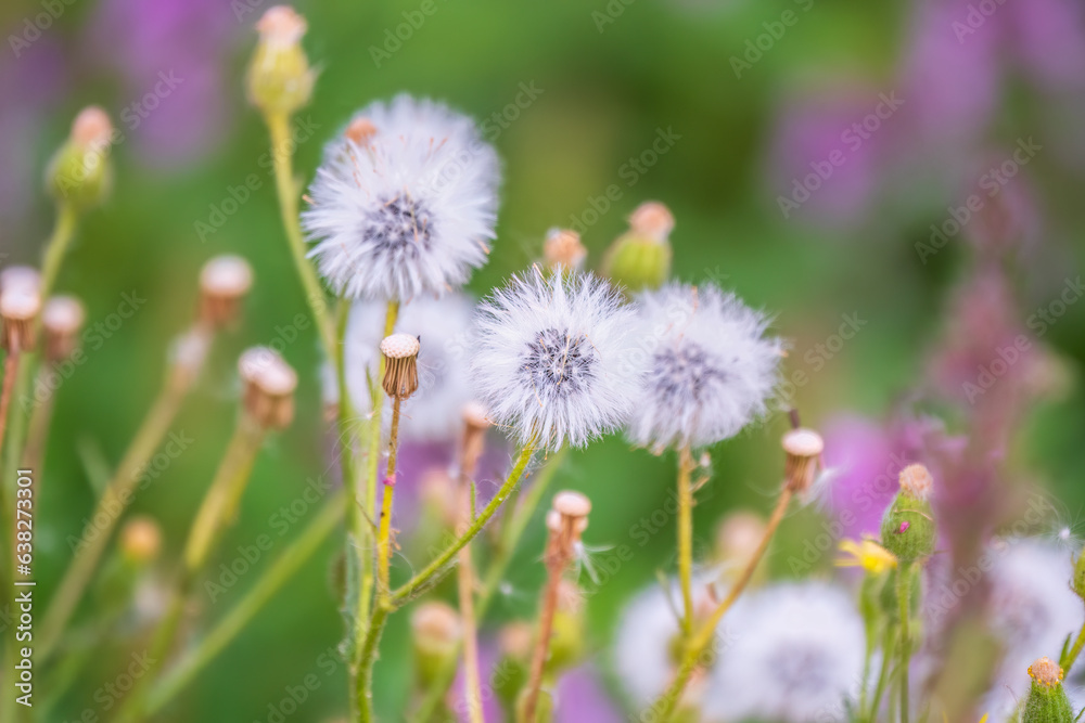 Field with white dandelion flowers. Meadow of white dandelions. Summer field. Dandelion field. spring background with white dandelions. Field with white dandelion flowers. Meadow of white dandelions. Summer field. Dandelion field. spring background with white dandelions.
