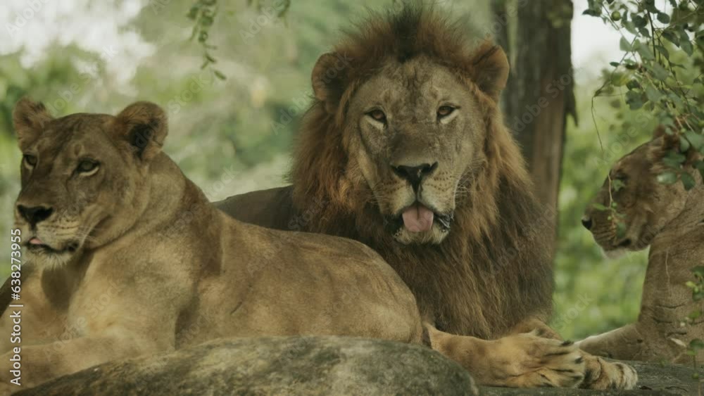 Dominant male lion surrounded by females of his pride, in African savannah Dominant male lion surrounded by females of his pride, in African savannah