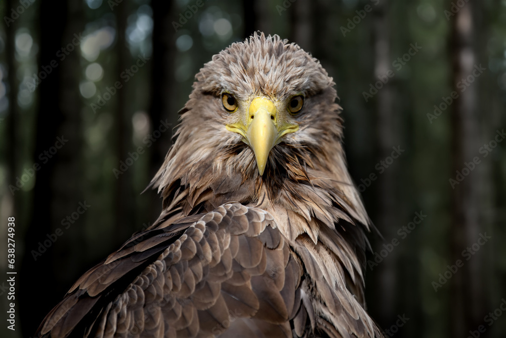 Naklejka premium Close White-tailed eagle portrait in dark forest