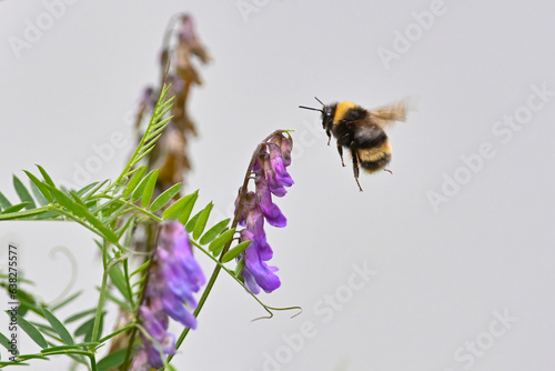 A bumblebee on an invasive bird vetch flower in Alaska.