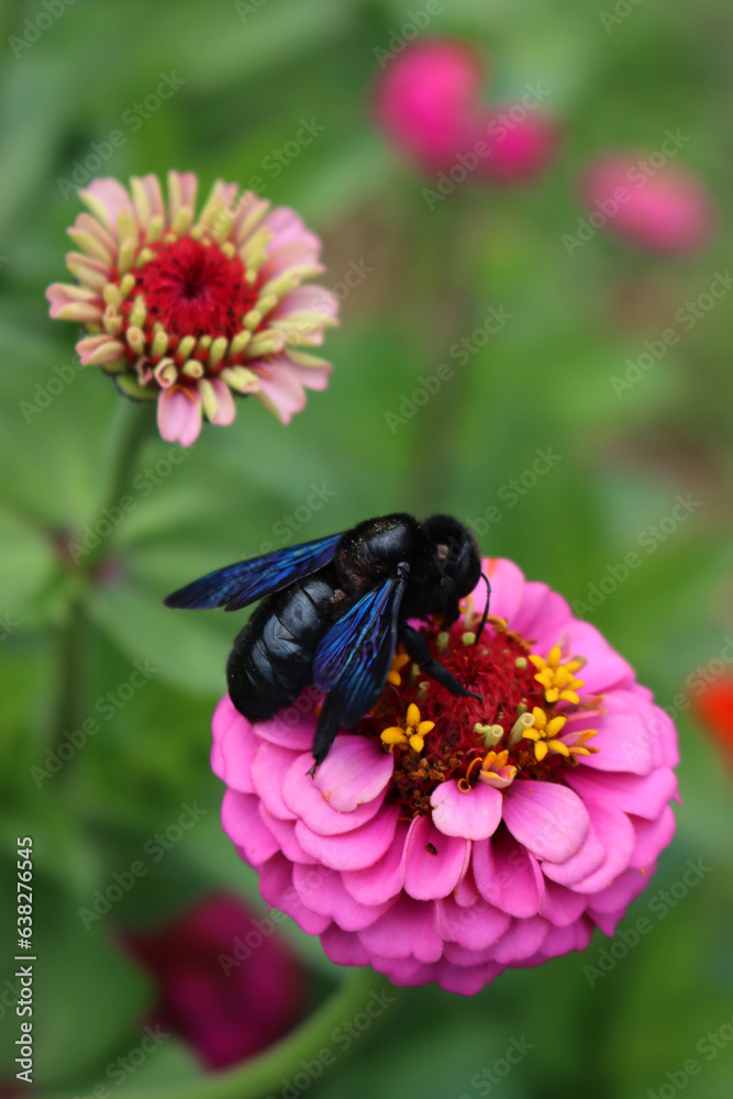 Blue and black Carpenter bee on pink Zinnia flower in the flowerbed. Xylocopa violacea on summer Blue and black Carpenter bee on pink Zinnia flower in the flowerbed. Xylocopa violacea on summer