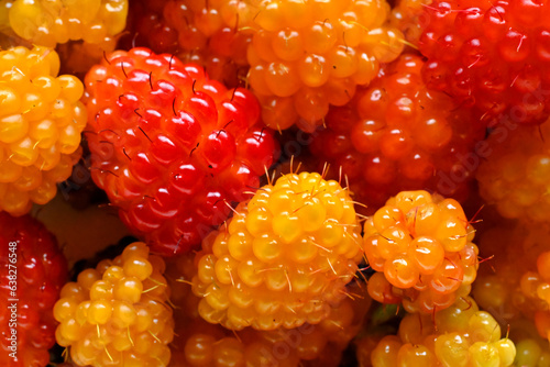 Salmonberries (Rubus spectabilis), sometimes called thimbleberries or Alaskan berries, are a type of fruit  similar in size and shape to raspberries. 