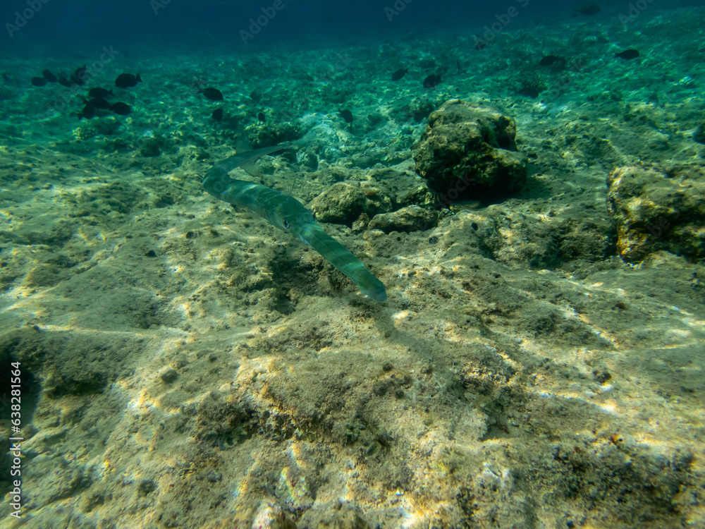 Blue-spotted whistle fish in a coral reef in the Red Sea
