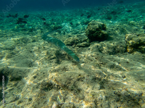 Fototapeta Naklejka Na Ścianę i Meble -  Blue-spotted whistle fish in a coral reef in the Red Sea