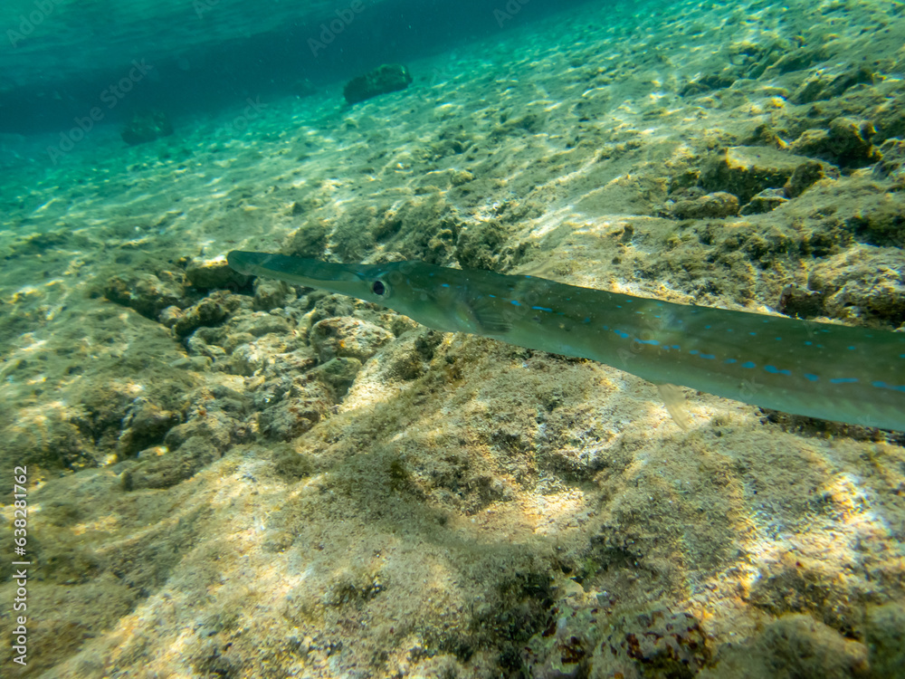 Fototapeta premium Blue-spotted whistle fish in a coral reef in the Red Sea