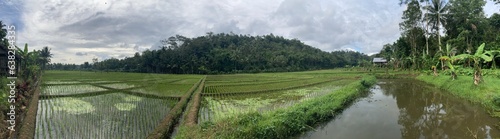 Tranquil Tropical Fields: Lush Greenery and Serene Rice Paddies Under the Bright Sun