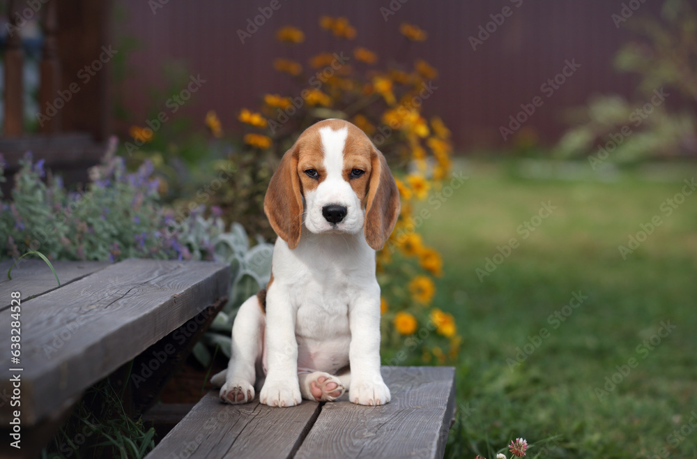A cute little little puppy of a big in the garden. Cute puppy in nature A cute little little puppy of a big in the garden. Cute puppy in nature