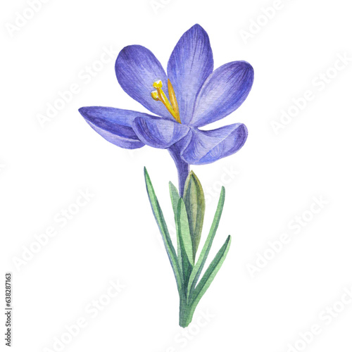 Crocus flower. Blue purple spring flower isolated on a white background. Botanical watercolor illustration. Saffron. Watercolor spring flowers