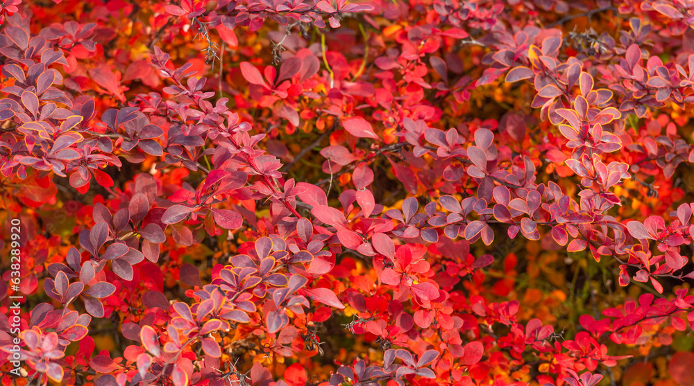 red autumn september leaves nature background of barberry red autumn september leaves nature background of barberry