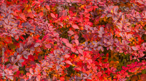 red autumn september leaves nature background of barberry