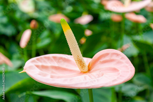 Anturios o Anthurium en Viveros de Chiapas photo