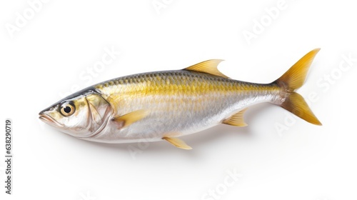 Fish on white background 