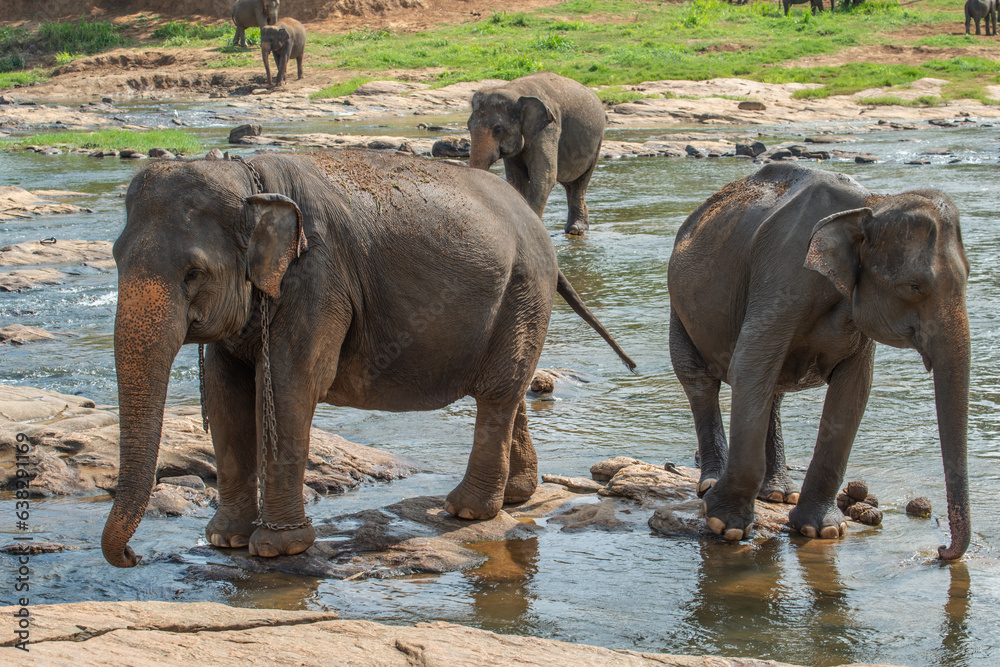 Sri Lankan elephants living at Pinnawala village of Sri Lanka.