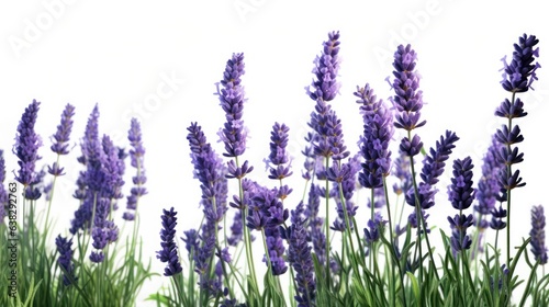lavender flower on white background 