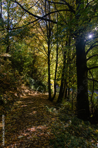 path in the forest