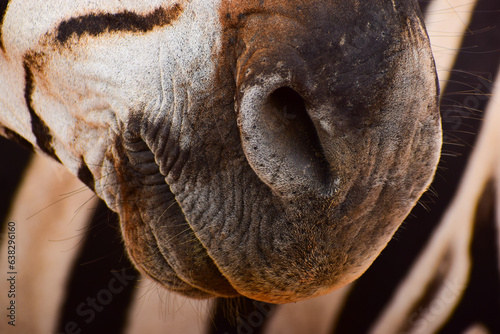 Burchell's Zebra nose close-up photo