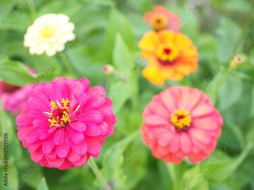 Colorful zinnia flower blooming in the garden. Closeup photo, blurred.