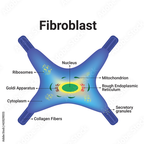 Fibroblast Vector Illustration Design photo