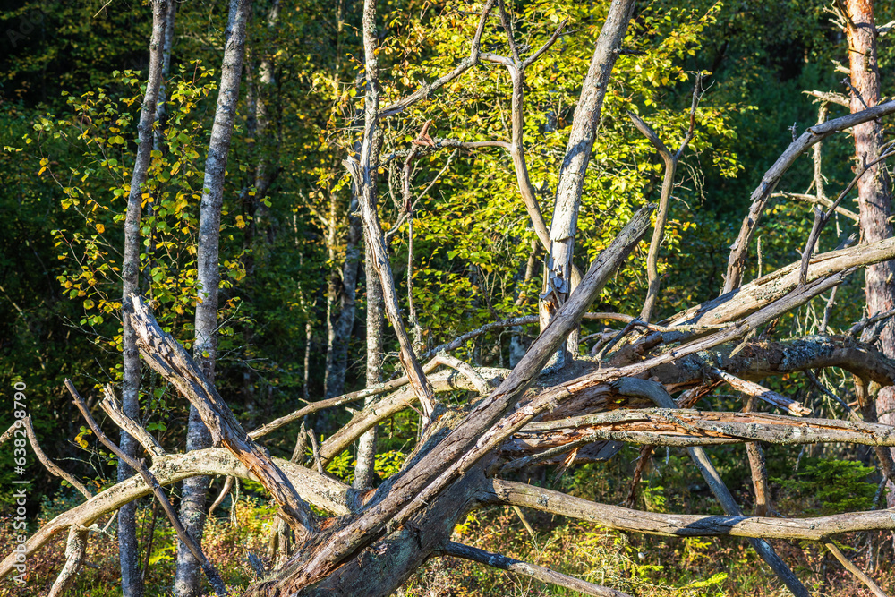 Obraz premium Fallen tree snag by the forest edge