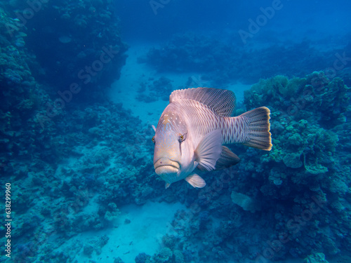 Napoleon fish in the depths of the Red Sea