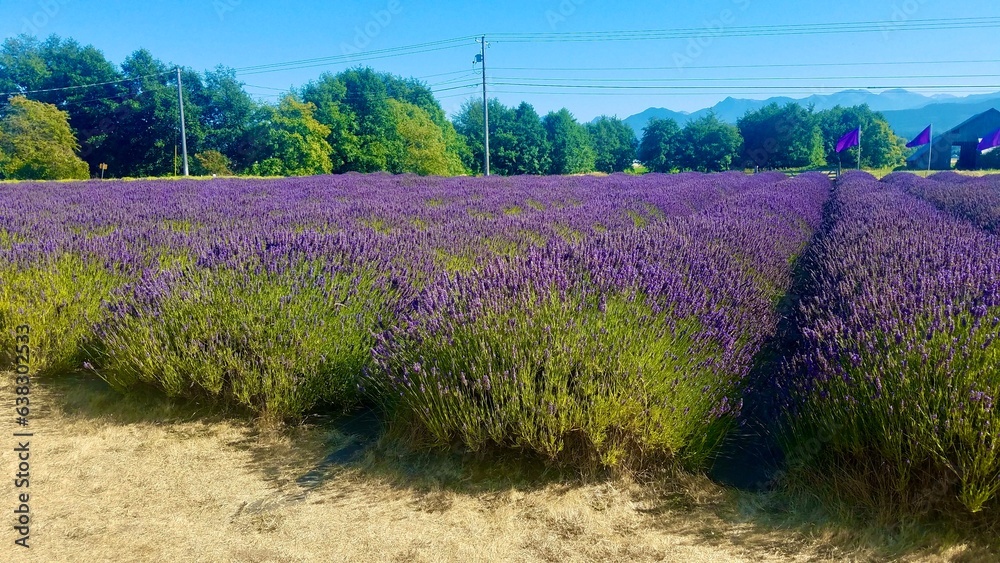 Fototapeta premium sequim washington lavender fields