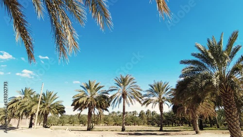 date palm plantation deglet nour in the region of biskra algeria photo