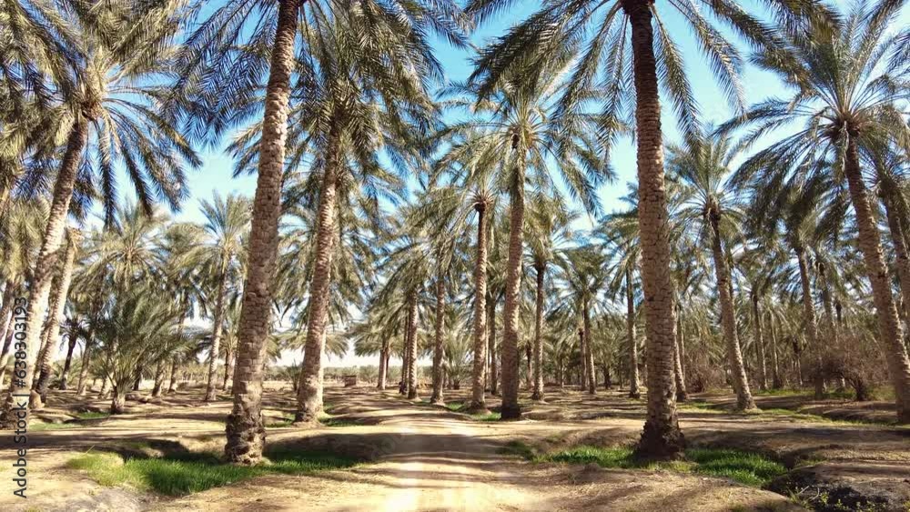 date palm plantation deglet nour with sun rays in the region of biskra algeria