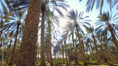 date palm plantation deglet nour with sun rays in the region of biskra algeria photo