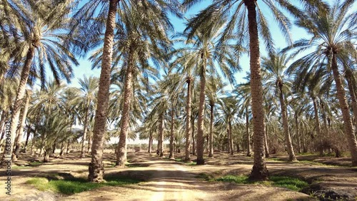 date palm plantation deglet nour with sun rays in the region of biskra algeria photo