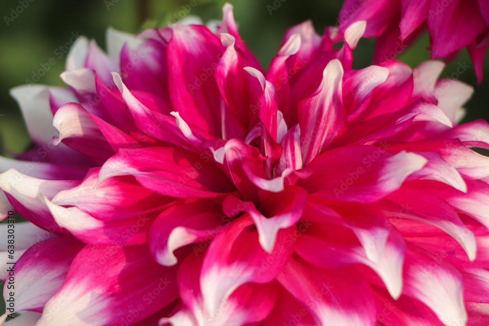 dahlias in several colors with bees, which are pollenizing dahlias in several colors with bees, which are pollenizing