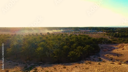 date palm plantation deglet nour in the region of biskra algeria at sunset photo