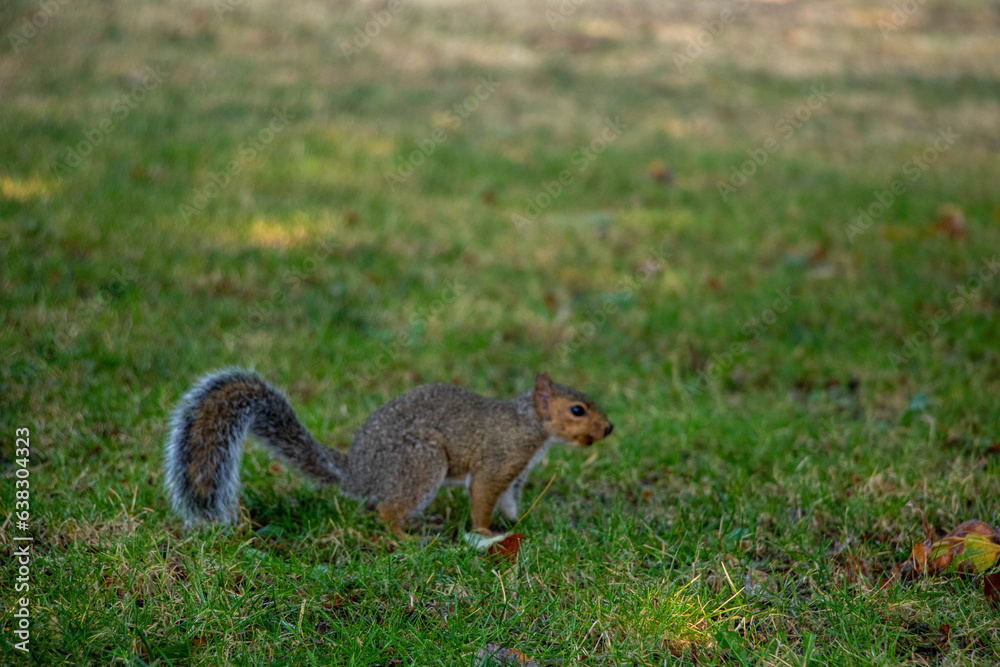 squirrel squirrel