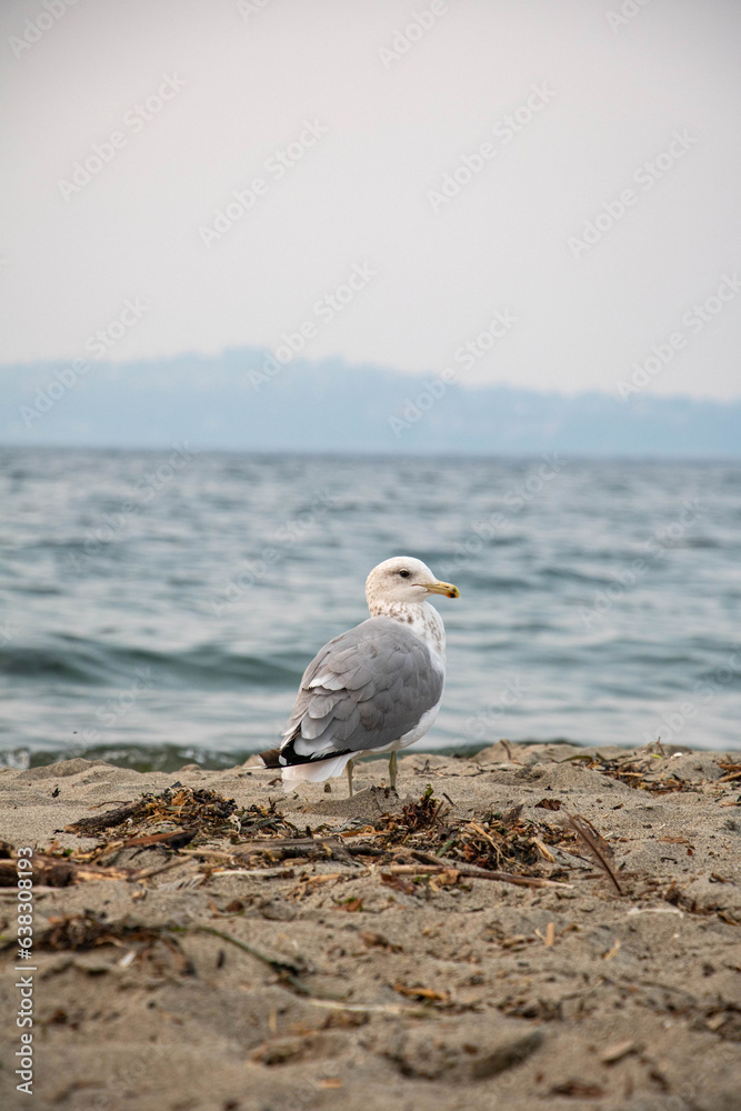 Bird Bird