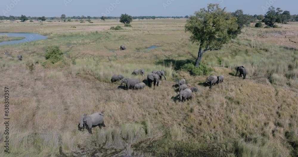 Circular aerial. Breeding herd of elephants feeding in the Okavango Delta Circular aerial. Breeding herd of elephants feeding in the Okavango Delta