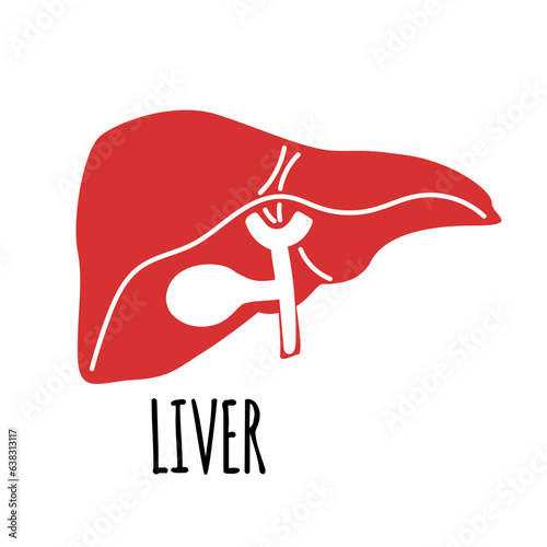 Liver illustration on white background. Flat style.