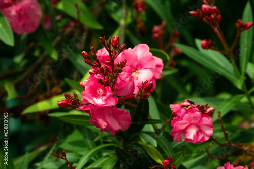 Fototapeta Naklejka Na Ścianę i Meble -  Beautiful Pink Oleander Flowers on Blur Green Leaves Background