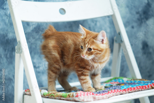 Fotografija Ginger kitten at home, grey wall. kurilian bobtail