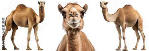 Collection of three dromedary camels (portrait, standing), animal bundle isolated on a white background as transparent PNG